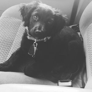 Meet your Posher, Savannah