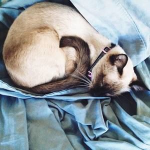 Meet your Posher, Grecia