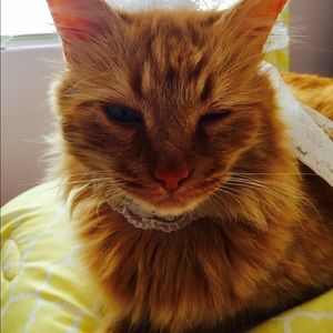 Meet your Posher, Lexi