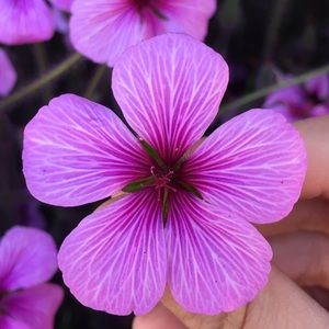 Meet your Posher, Rose