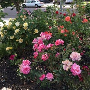 Meet your Posher, Cleo