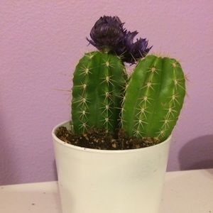 Meet your Posher, Cassidy