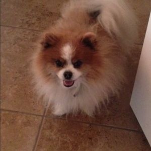 Meet your Posher, Brenna