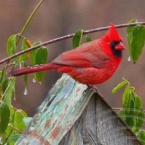 Meet your Posher, Sandy