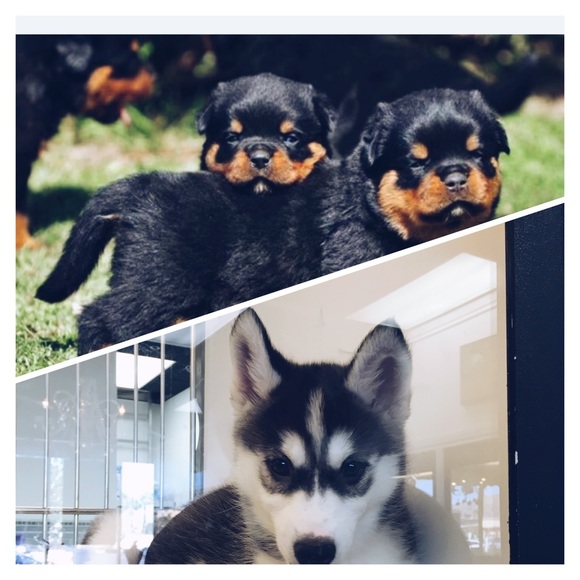 Meet your Posher, Cameron