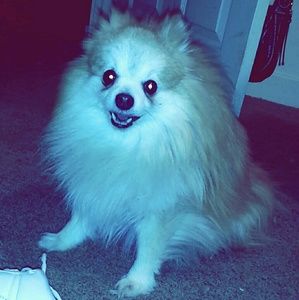 Meet your Posher, Samantha