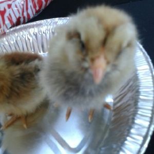 Meet your Posher, Candy