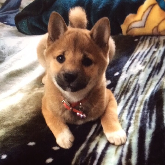 Meet your Posher, Linchi - Picture 1 of 1