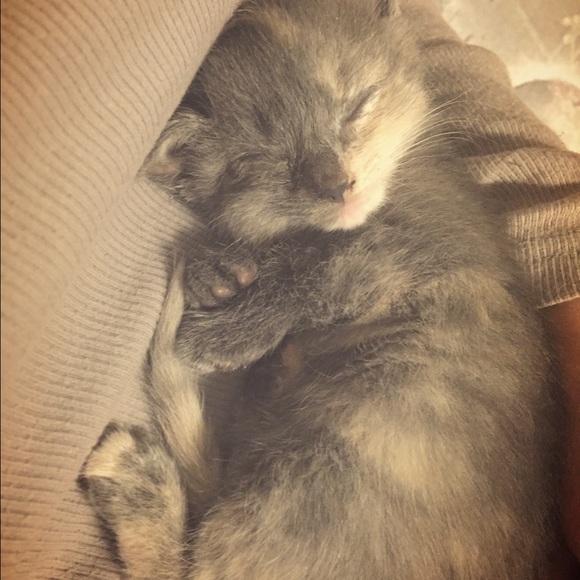 Meet your Posher, Tabitha - Picture 1 of 1