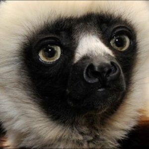 Meet your Posher, Eniqa