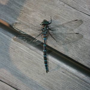 Meet your Posher, Robin