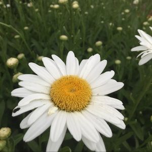 Meet your Posher, Lao