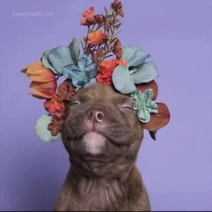 Meet your Posher, Joy