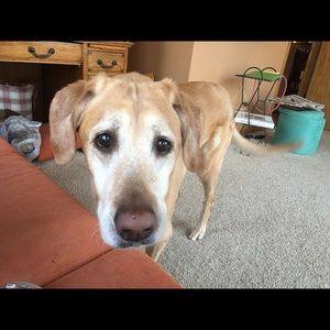 Meet your Posher, Nancy