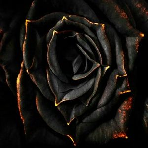 Meet your Posher, Oriana