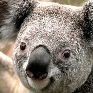 Meet your Posher, Joan