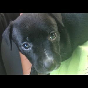 Meet your Posher, Char