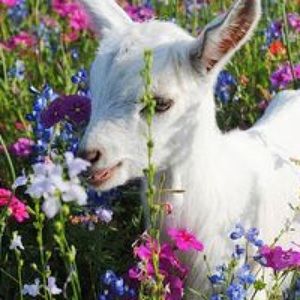 Meet your Posher, Charla