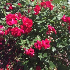 Meet your Posher, Alejandra