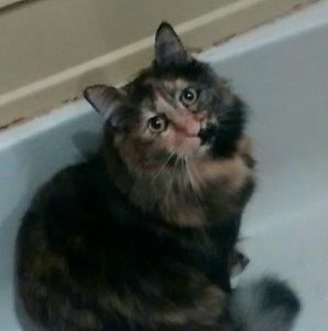 Meet your Posher, April