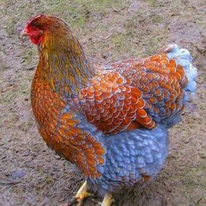 Meet your Posher, Laqueta