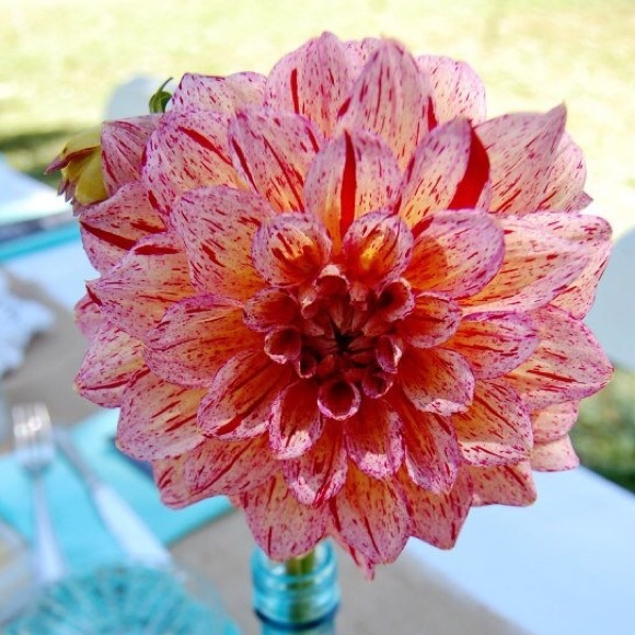 Meet your Posher, Donna - Picture 1 of 1