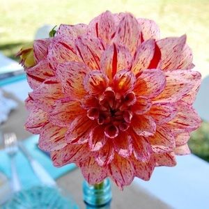 Meet your Posher, Donna