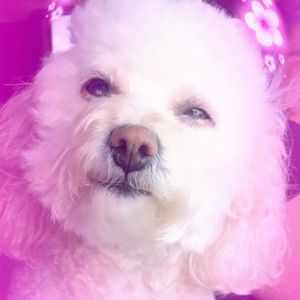 Meet your Posher, Sofia