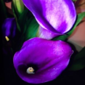 Meet your Posher, Debbie