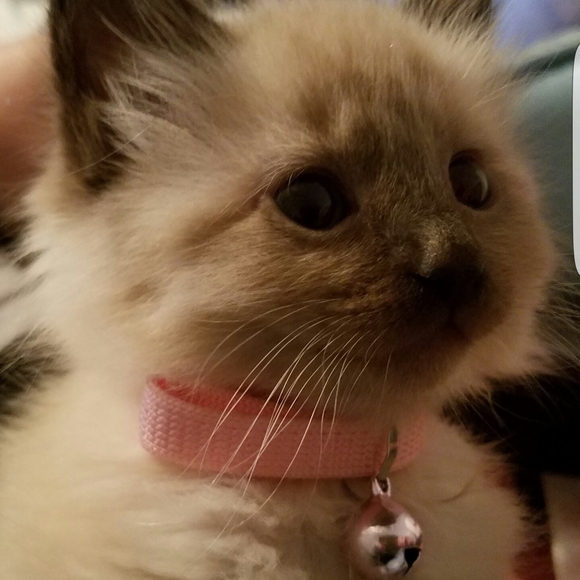 Meet your Posher, Karen - Picture 1 of 1