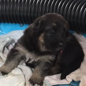 Meet your Posher, Joie