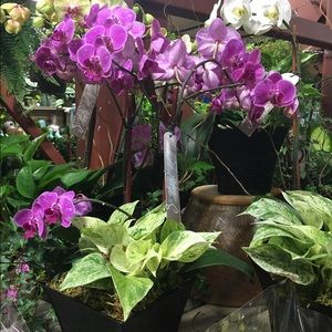 Meet your Posher, Allyssa