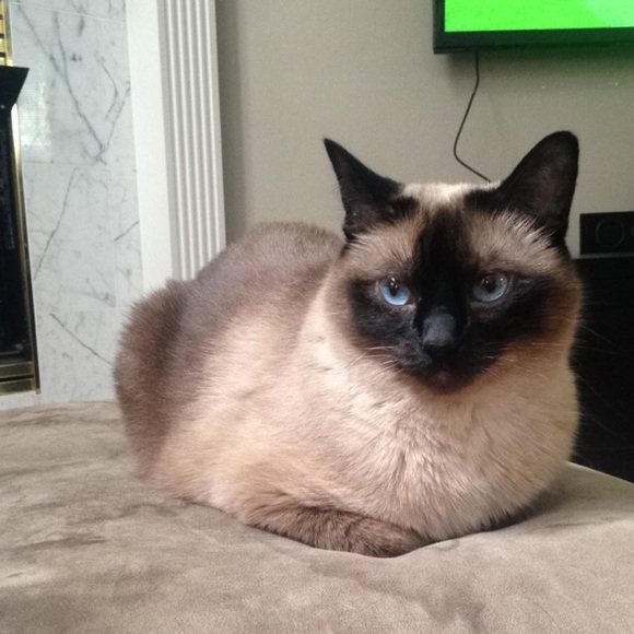 Meet your Posher, Kelley