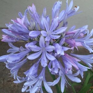 Meet your Posher, Noelle