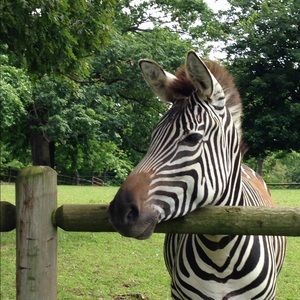 Meet your Posher, Abbie