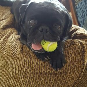 Meet your Posher, Laura