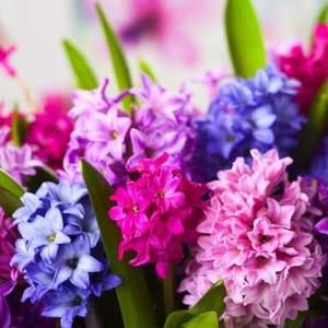 Meet your Posher, Ronda