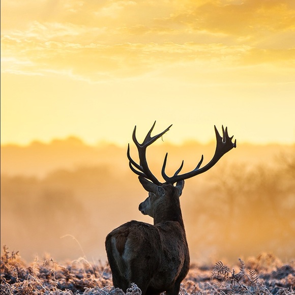 Meet your Posher, Devin