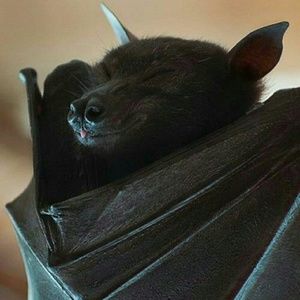 Meet your Posher, Melody