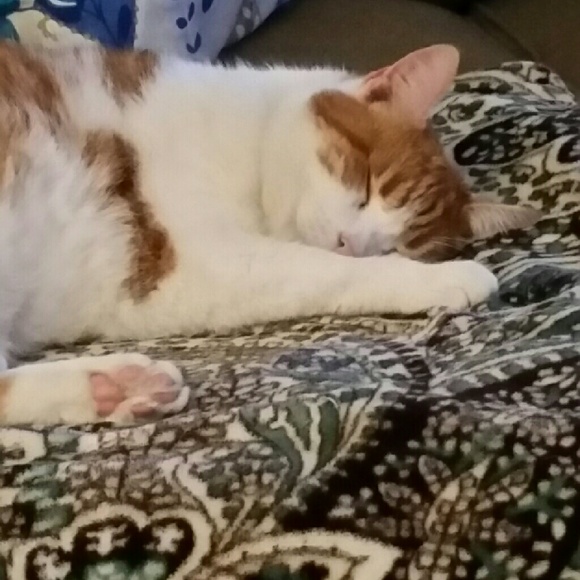 Meet your Posher, Julie - Picture 3 of 4