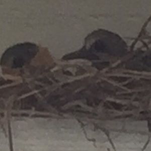 Meet your Posher, Paige