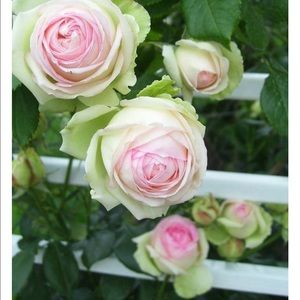 Meet your Posher, Millicent