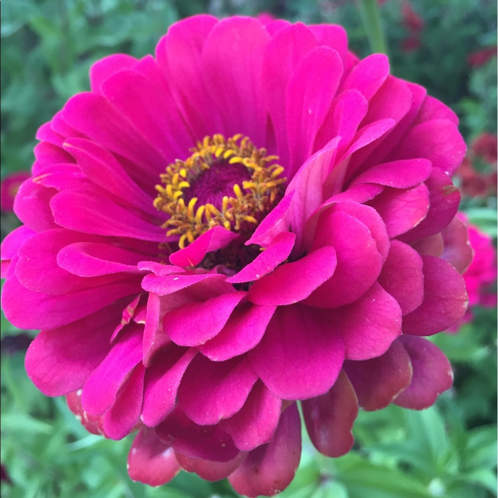 Meet your Posher, Regenia