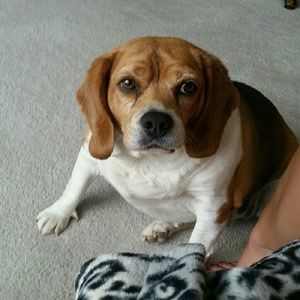 Meet your Posher, Allie