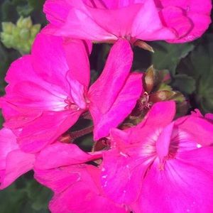 Meet your Posher, Rose