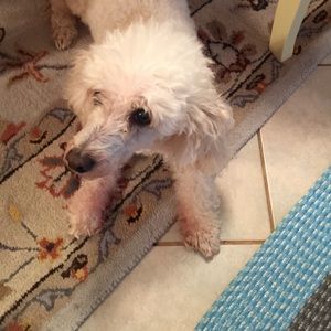 Meet your Posher, Susan