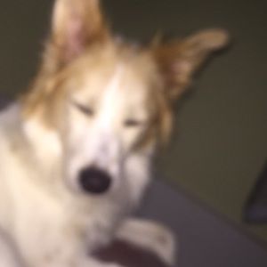 Meet your Posher, Isis