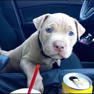 Meet your Posher, Kenneth