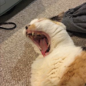 Meet your Posher, Ainsley