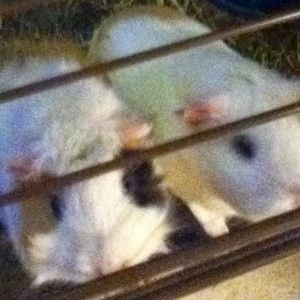 Meet your Posher, Jamie